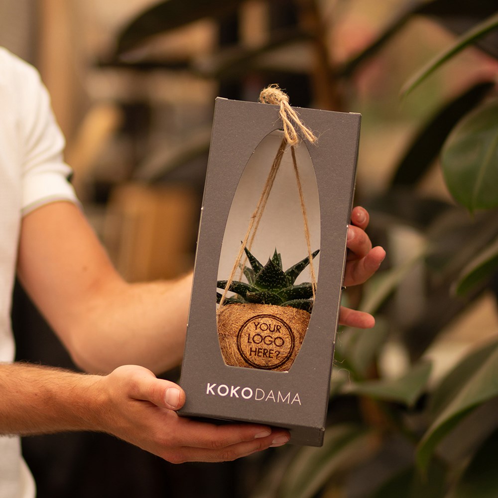 Kokodama® - Easy care mix (S), Ohne Verpackung