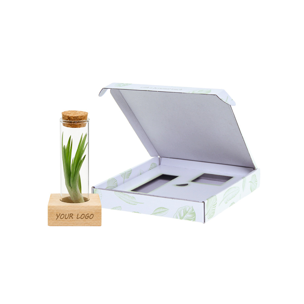 Airplant - Single tube & wood