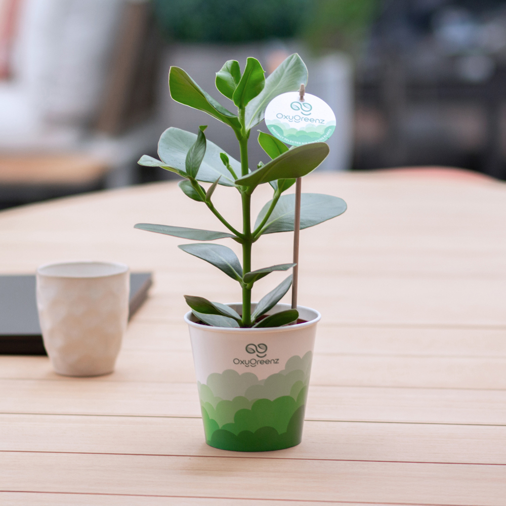 OxyGreenz® - Clusia rosea in papercup, In Geschenkbox