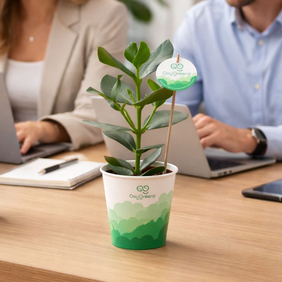 OxyGreenz® - Clusia rosea in papercup, In Geschenkbox