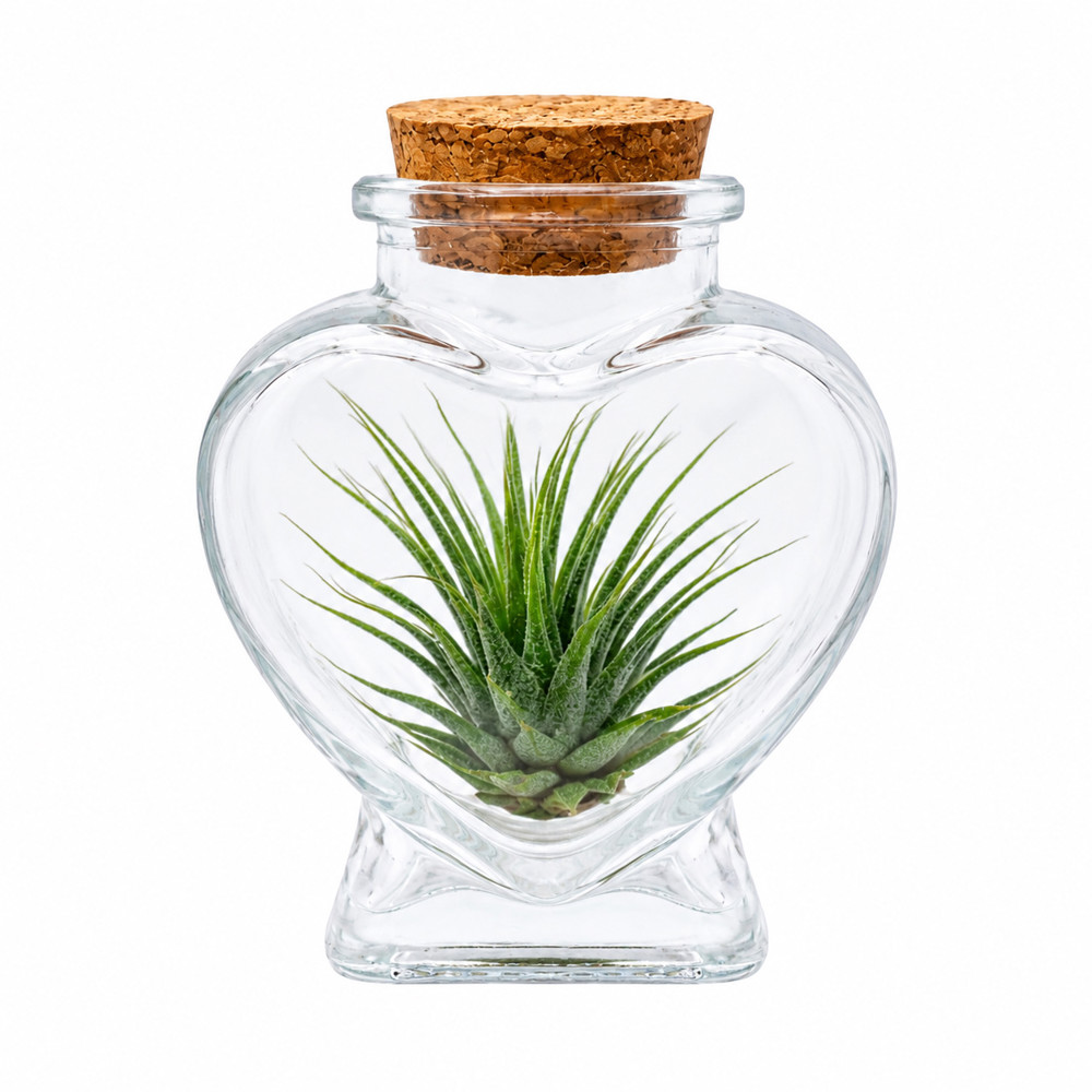 Airplant - Heart