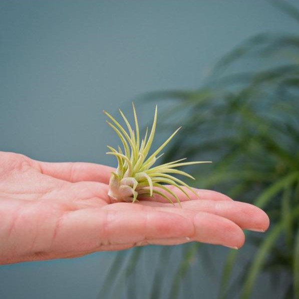 Airplant - Trio tube & wood