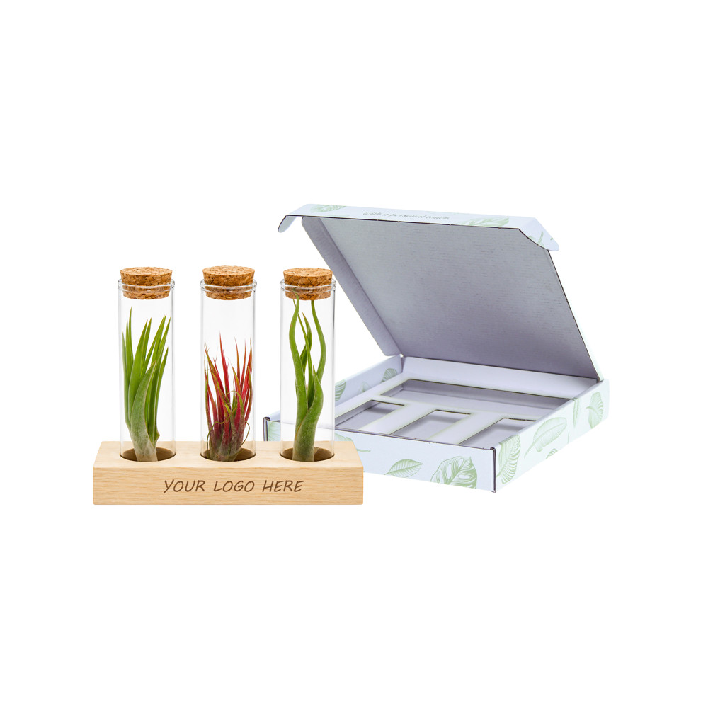 Airplant - Trio tube & wood