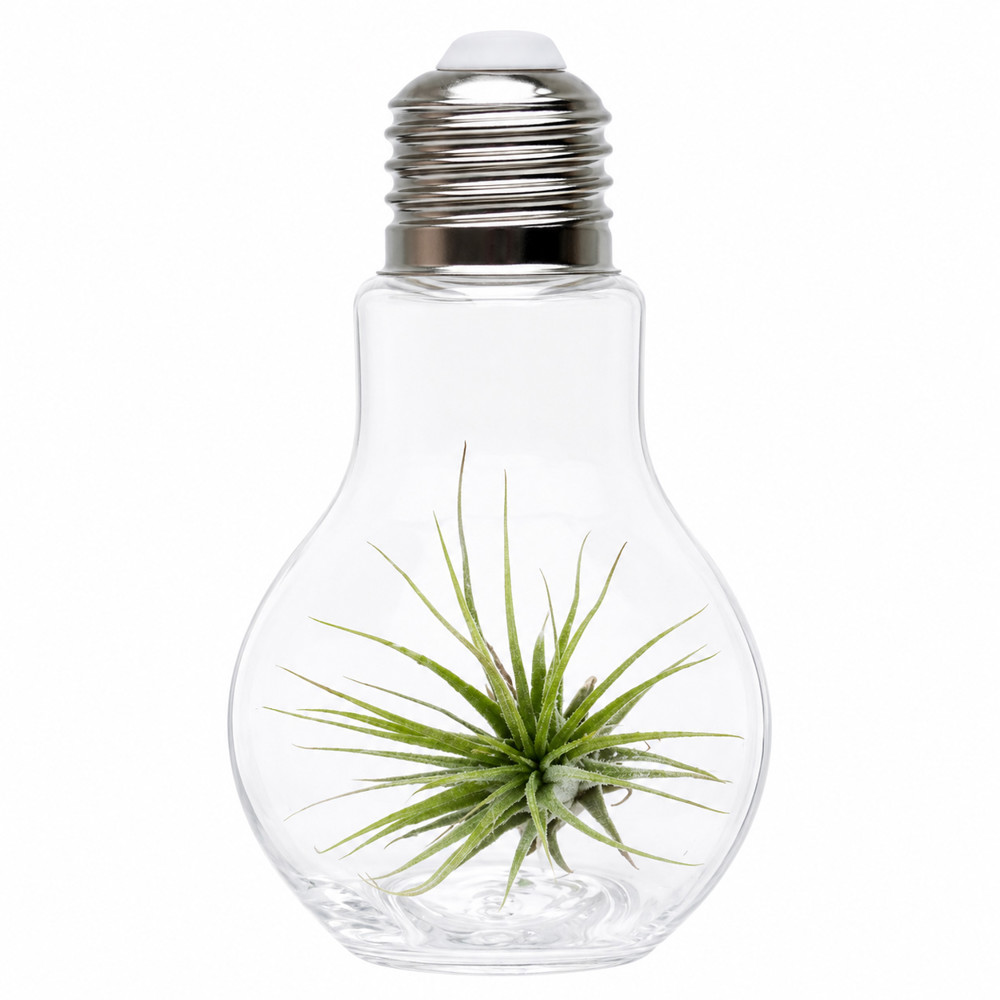 Airplant - Light bulb