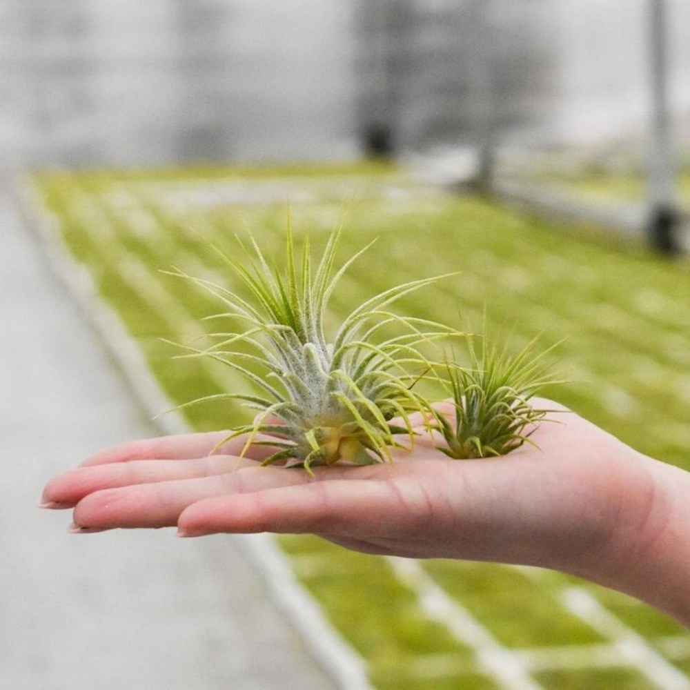 Airplant - Trio tube & wood