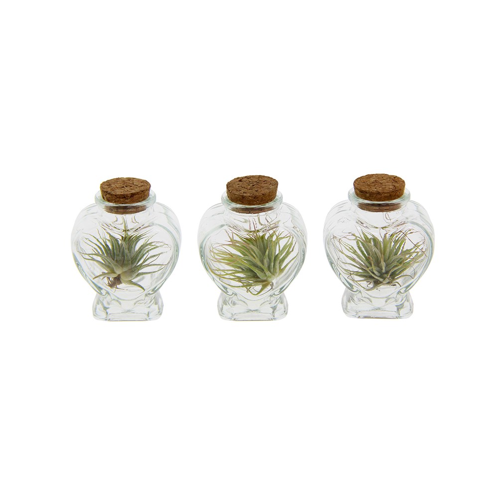 Airplant - Heart