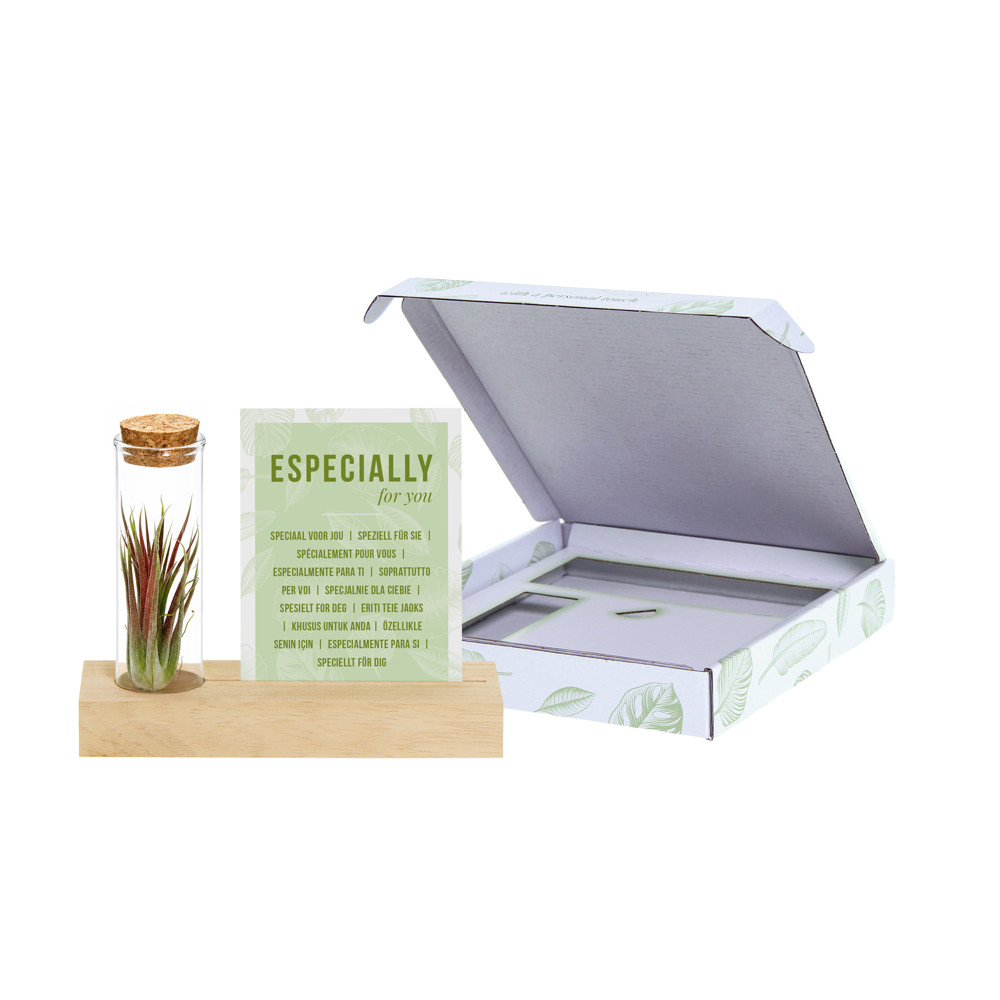 Airplant - Cardholder & tube